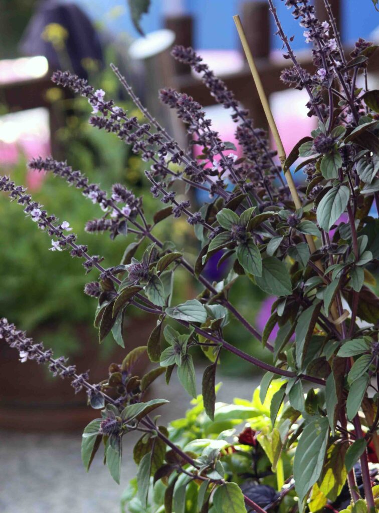 Sveta bazilika (Ocimum sanctum), zraste tudi v lonvu do višine 50 cm in cveti s svetlo vijoličnimi cvetovi