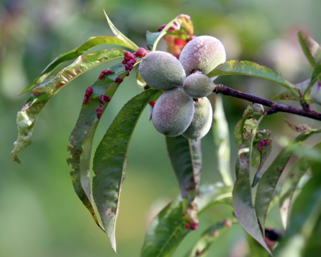 Kodravost na listih breskev, zgodaj poleti.