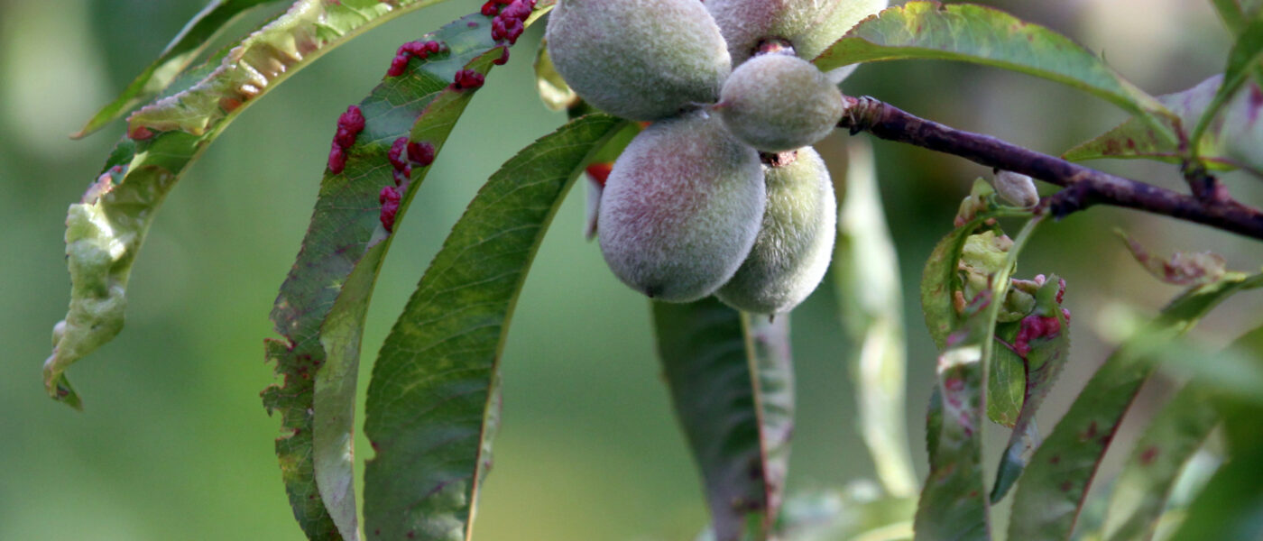 Kodravost na listih breskev, zgodaj poleti.