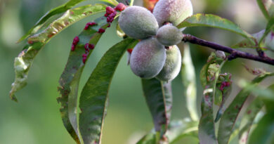 Kodravost na listih breskev, zgodaj poleti.