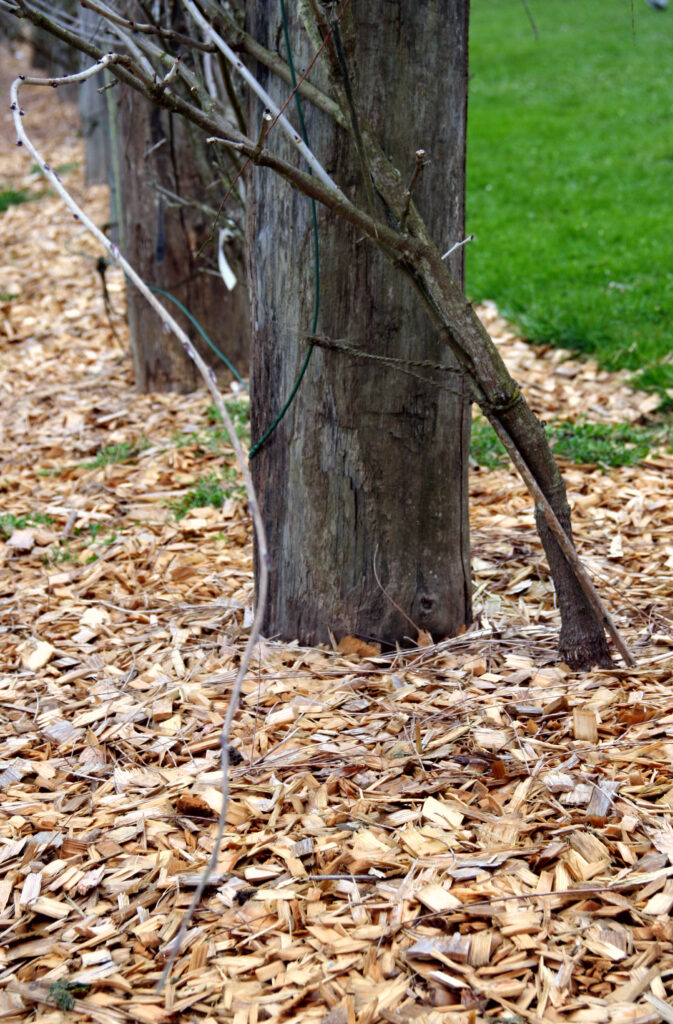 Dekorativno lubje in opora za Visterijo