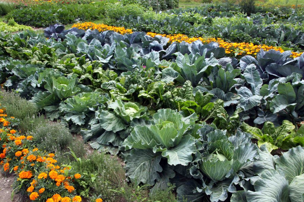 Dobri in slabi sosedje na zelenjavnem vrtu