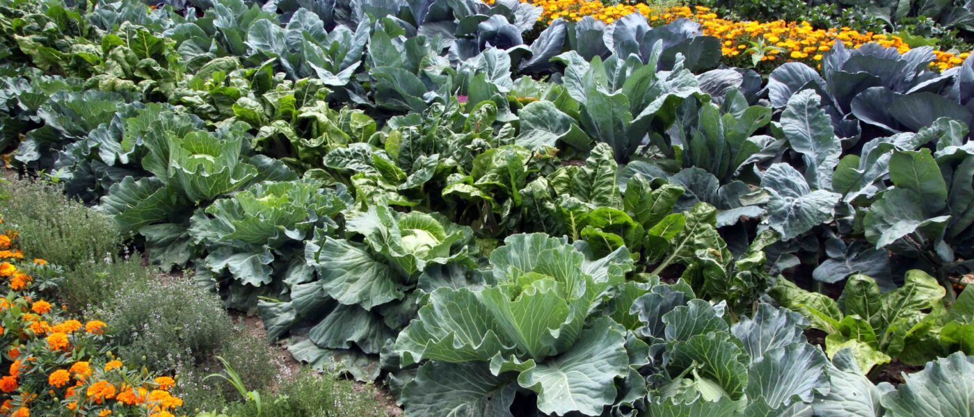 Dobri in slabi sosedje na zelenjavnem vrtu