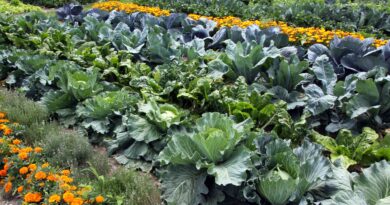 Dobri in slabi sosedje na zelenjavnem vrtu