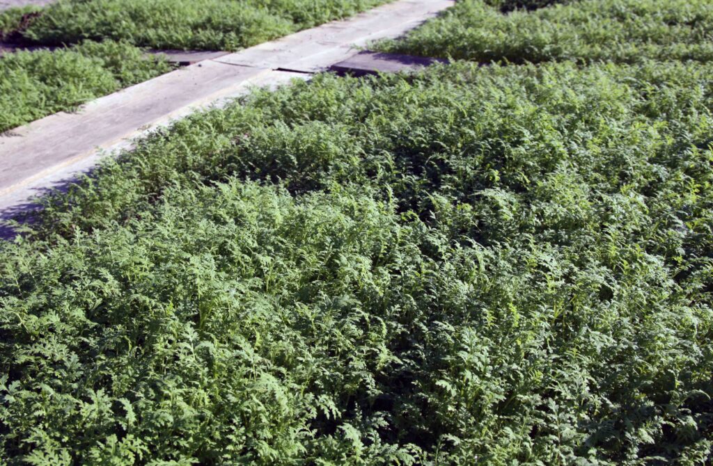 Facelija (Phacelia tanacetifolia) kot dosevek za zeleno gnojenje na vrtu.