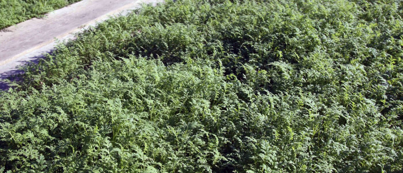 Facelija (Phacelia tanacetifolia) kot dosevek za zeleno gnojenje na vrtu.