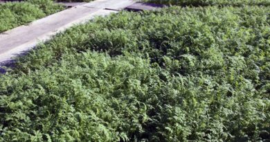 Facelija (Phacelia tanacetifolia) kot dosevek za zeleno gnojenje na vrtu.