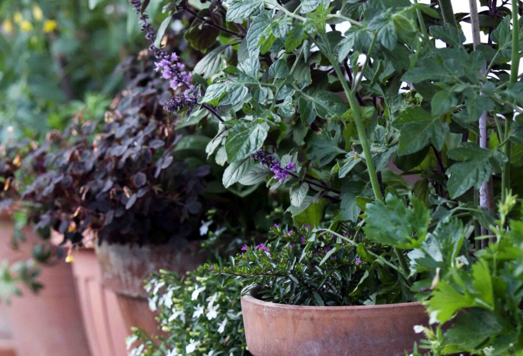 Gnojenje vrtnin ki jih gojimo v loncih