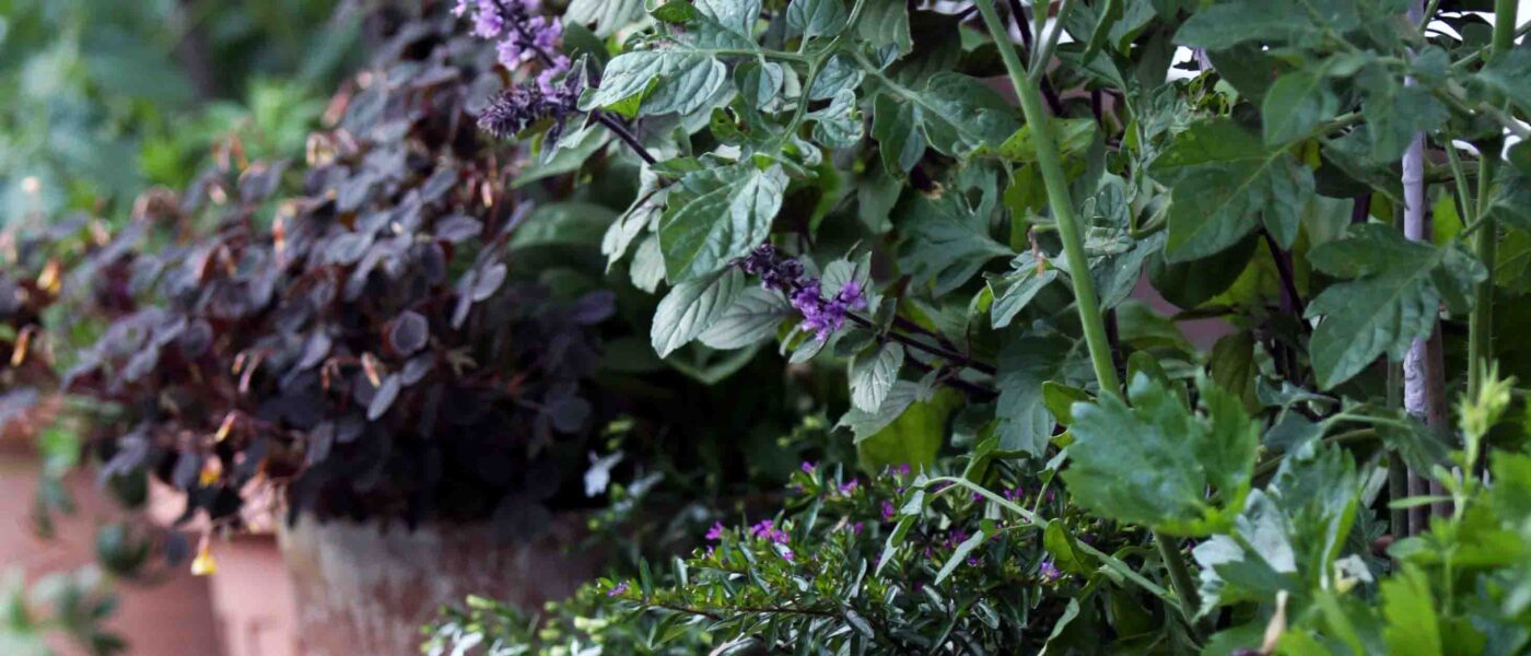 Gnojenje vrtnin ki jih gojimo v loncih