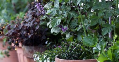 Gnojenje vrtnin ki jih gojimo v loncih