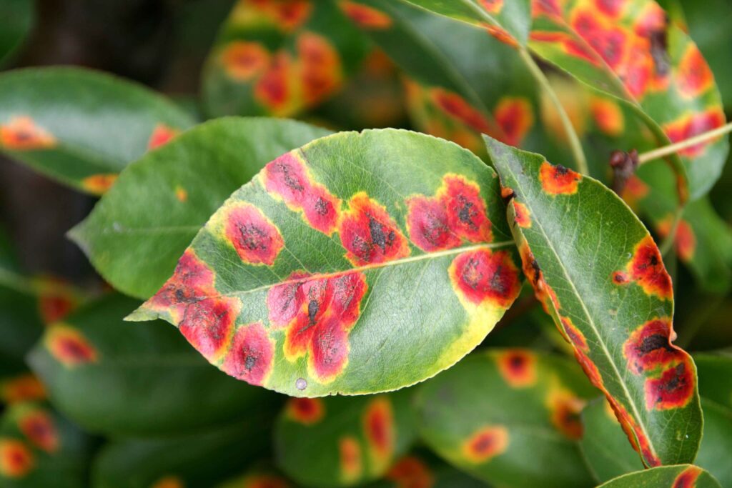 Hruševa rja na listih hruške