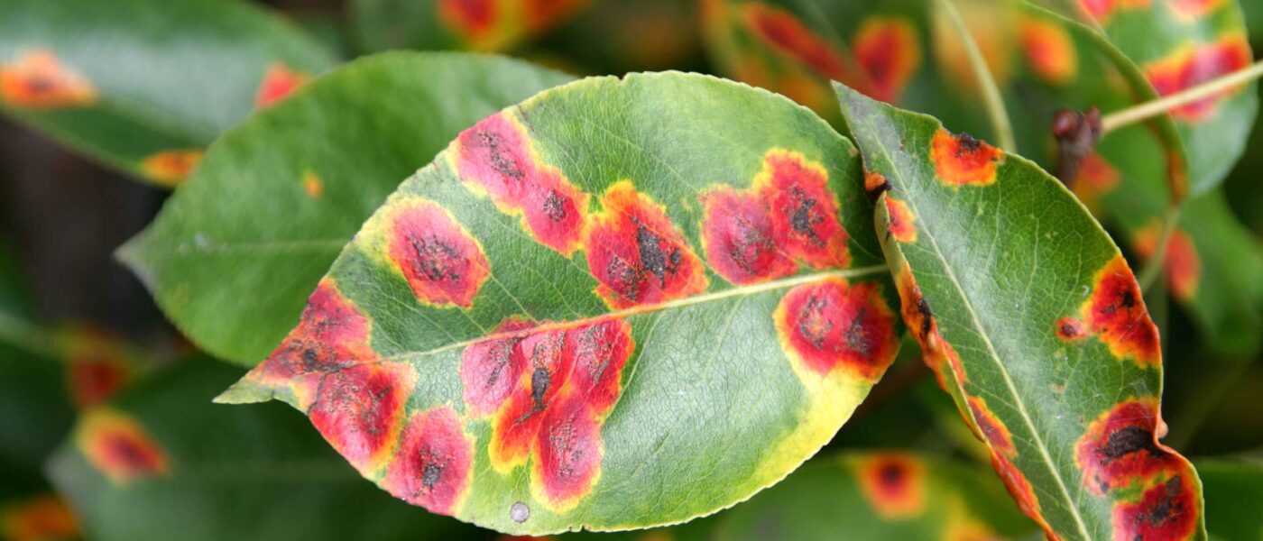 Hruševa rja na listih hruške