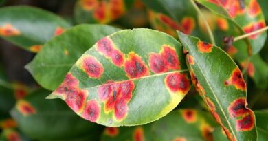 Hruševa rja na listih hruške