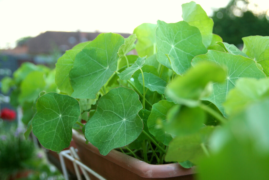 Kapucinka v balkonskih koritih kot okrasna enoletnica