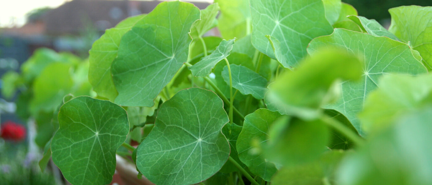 Kapucinka v balkonskih koritih kot okrasna enoletnica