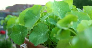 Kapucinka v balkonskih koritih kot okrasna enoletnica