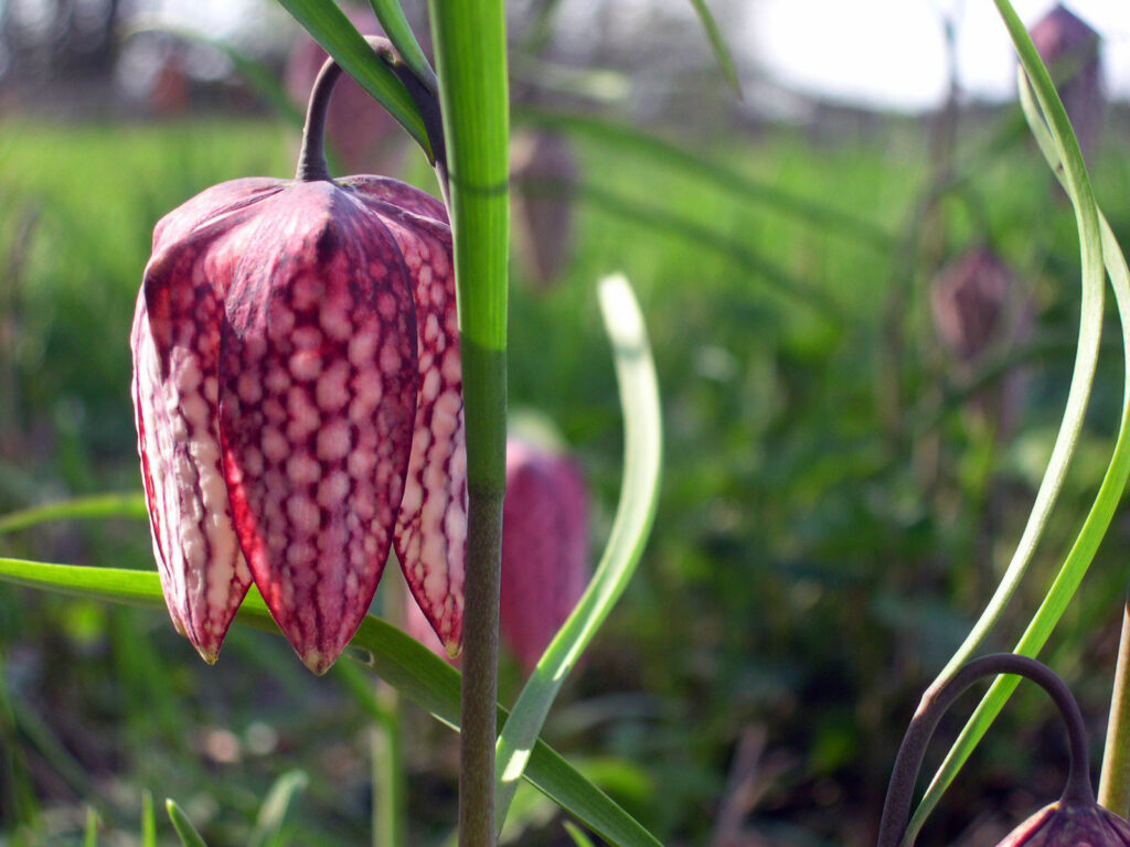 Močvirska logarica (lat. Fritillaria meleagris).