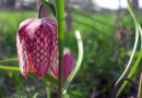 Močvirska logarica (lat. Fritillaria meleagris).