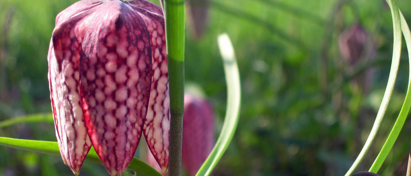 Močvirska logarica (lat. Fritillaria meleagris).