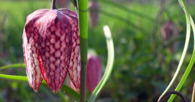 Močvirska logarica (lat. Fritillaria meleagris).