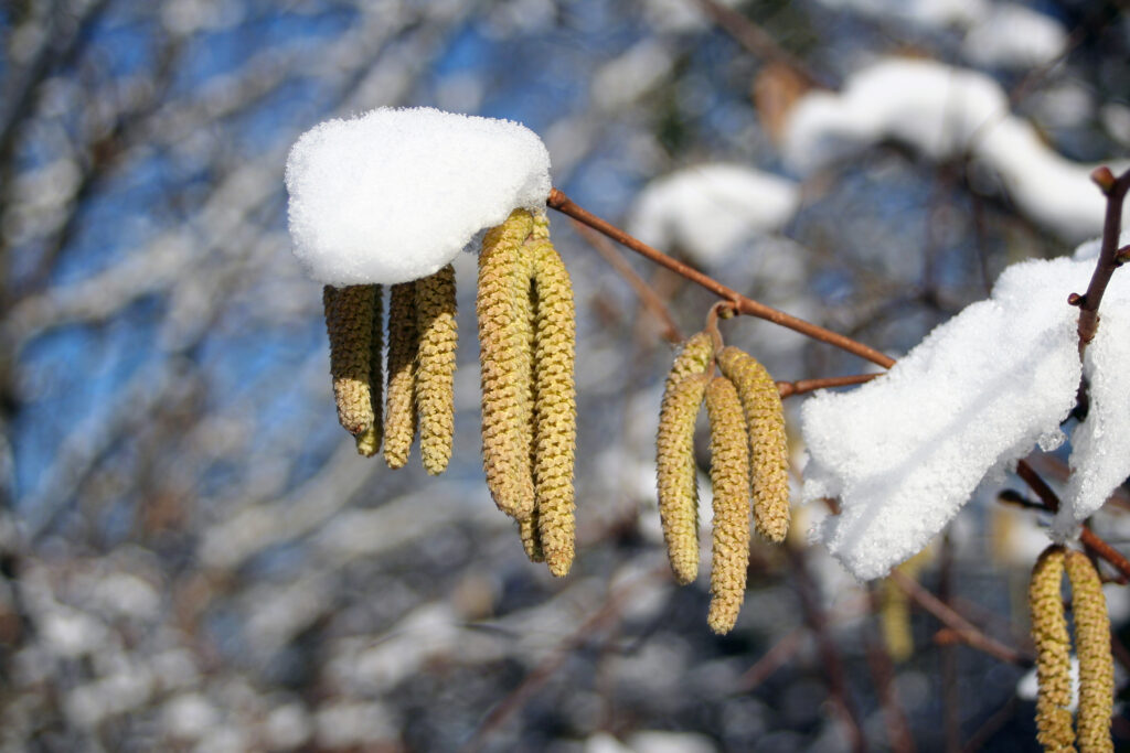 Moško socvetje navadne leske Corylus avellana