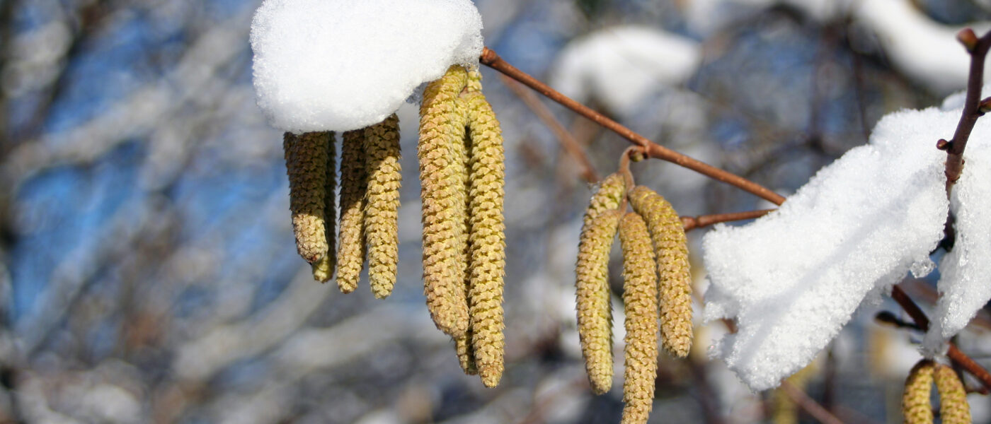 Moško socvetje navadne leske Corylus avellana