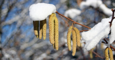Moško socvetje navadne leske Corylus avellana