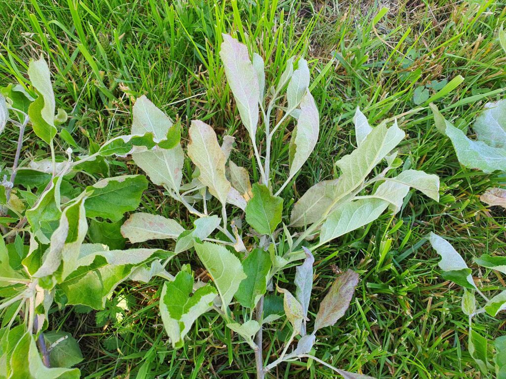 Odstranjeni poganjki jablane okuženi z pepelasto plesnijo