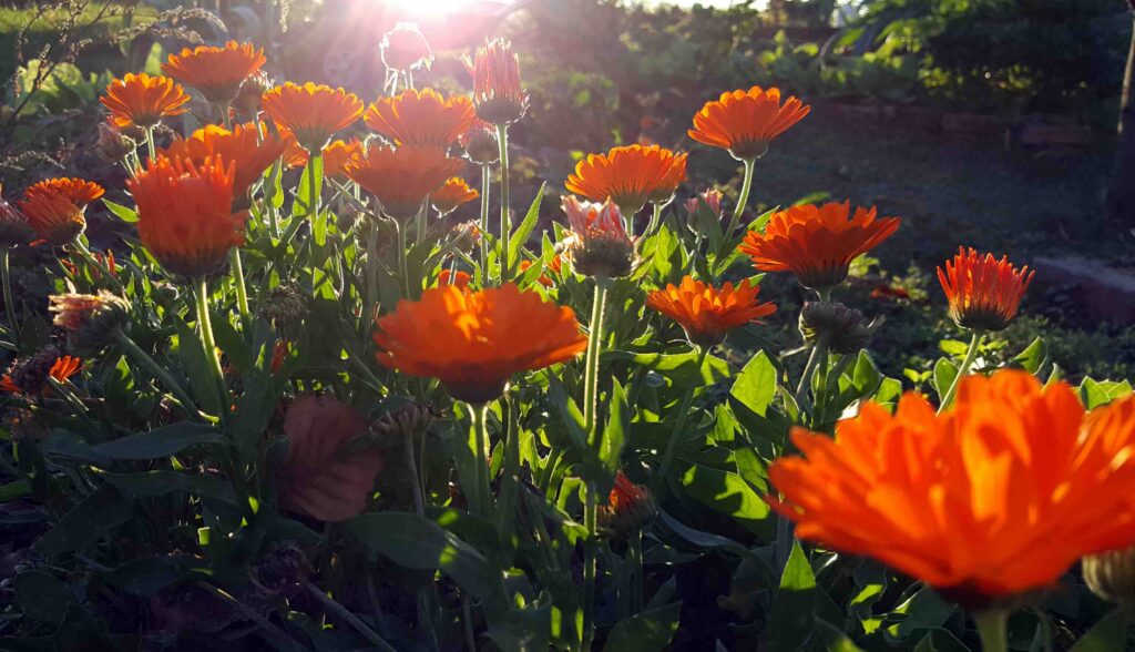 Ognjič (Callendula officinalis)