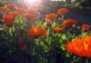 Ognjič (Callendula officinalis)