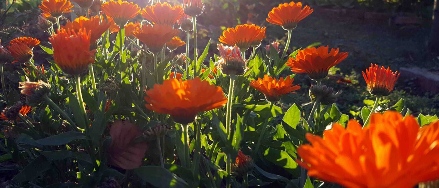 Ognjič (Callendula officinalis)