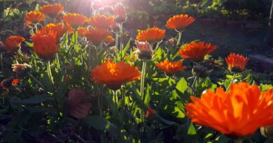 Ognjič (Callendula officinalis)