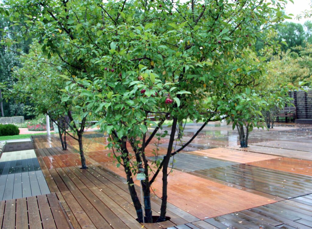 Okrasna jablana (Malus)