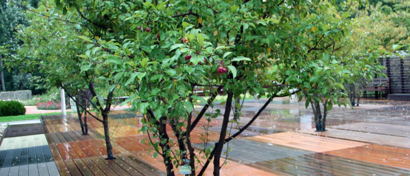 Okrasna jablana (Malus)