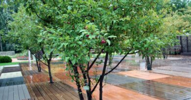 Okrasna jablana (Malus)