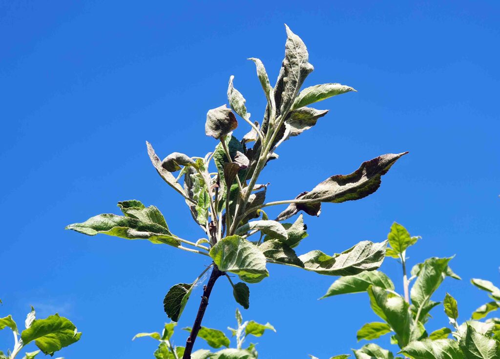 Pepelasta plesen na jablan