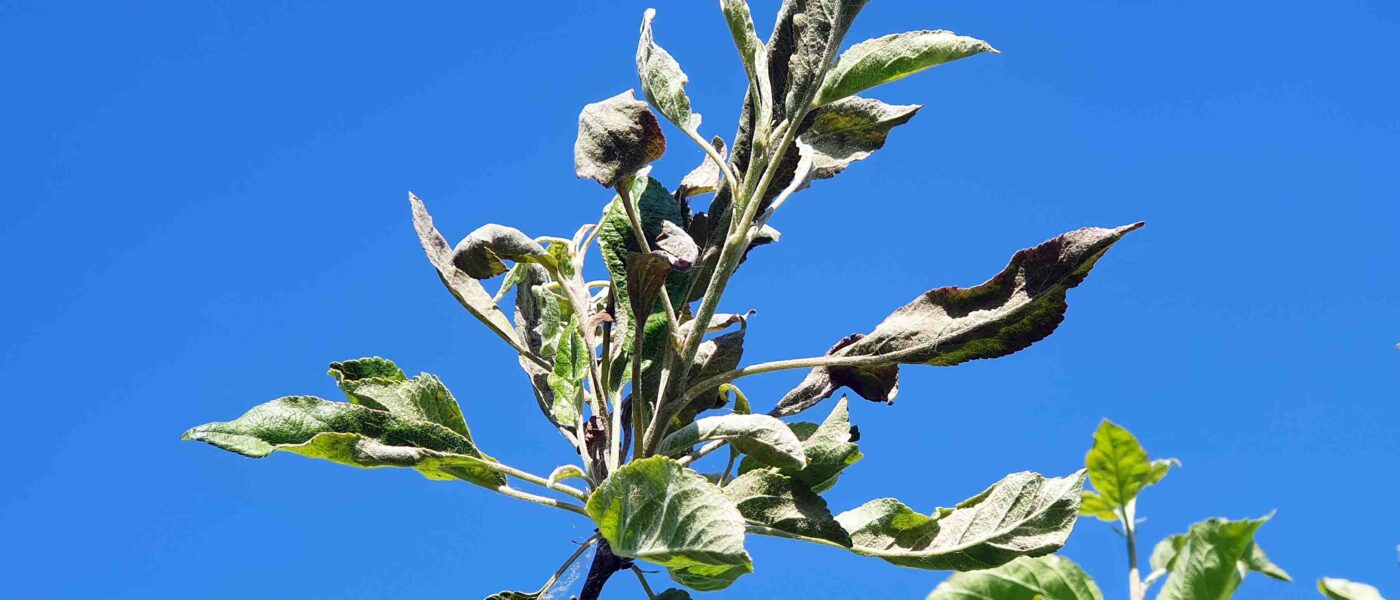 Pepelasta plesen na jablan