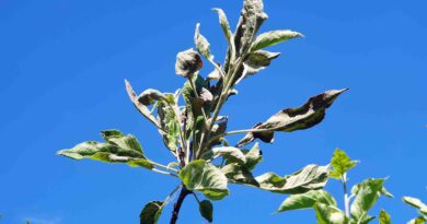 Pepelasta plesen na jablan