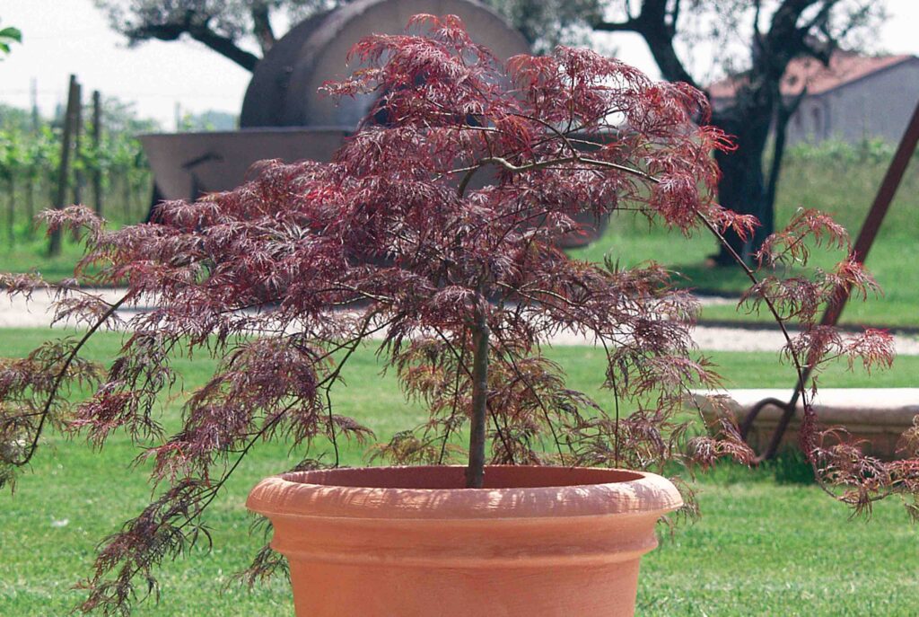 Povešavi javor posajen v lonec