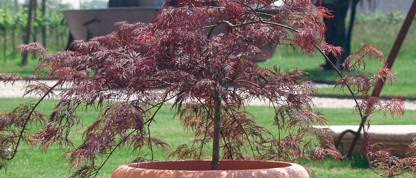 Povešavi javor posajen v lonec