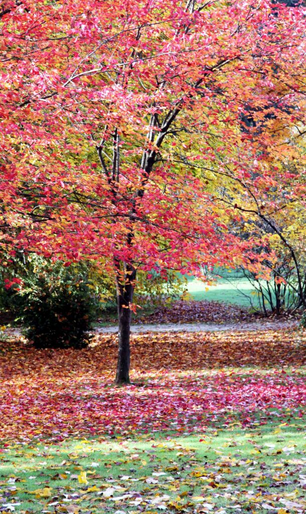 Rdečelistni javor (Acer rubrum)