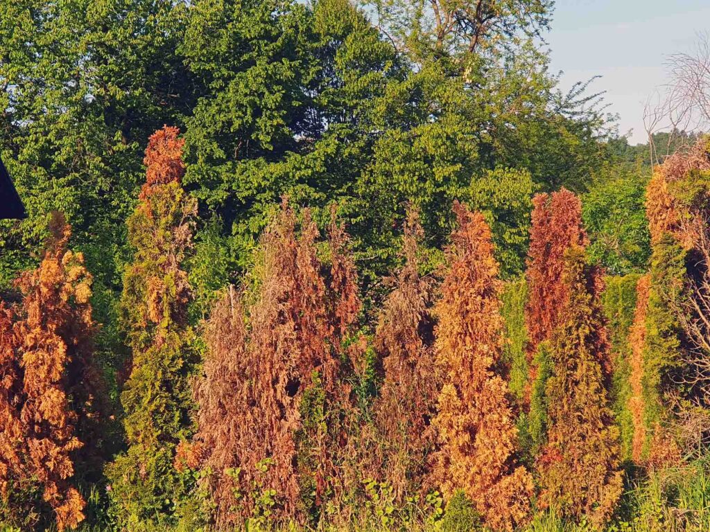 Rjavenje in odmiranje cipres