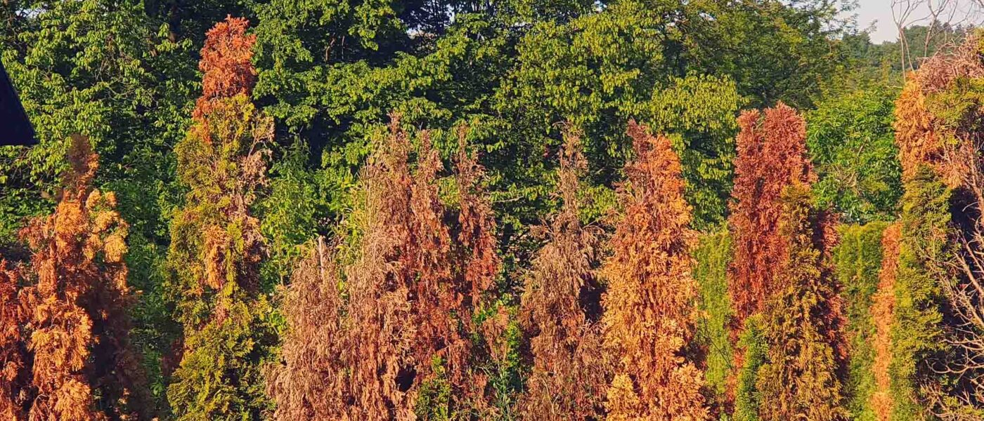 Rjavenje in odmiranje cipres