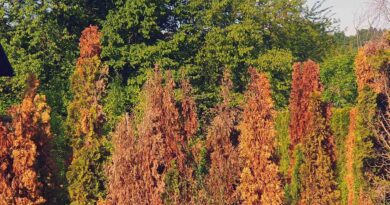 Rjavenje in odmiranje cipres