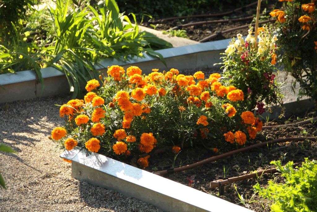 Robniki vrtnih gred iz aluminija služijo hkrati kot zaščita proti vrtnim polžem