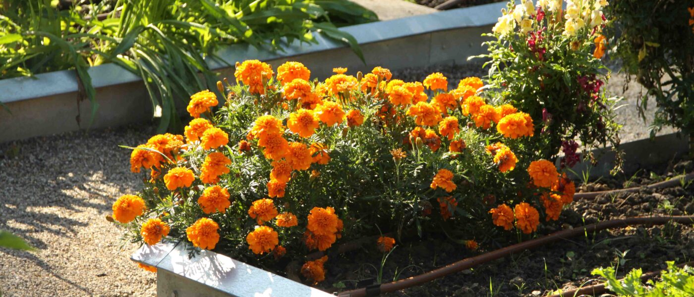 Robniki vrtnih gred iz aluminija služijo hkrati kot zaščita proti vrtnim polžem