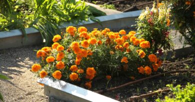 Robniki vrtnih gred iz aluminija služijo hkrati kot zaščita proti vrtnim polžem