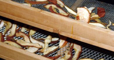 Sešenje rezin jabolk za jabolčne krhlje