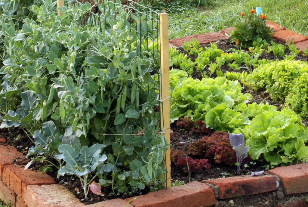 Spomladanska gredica z prvimi vrtninami, grahom in solato