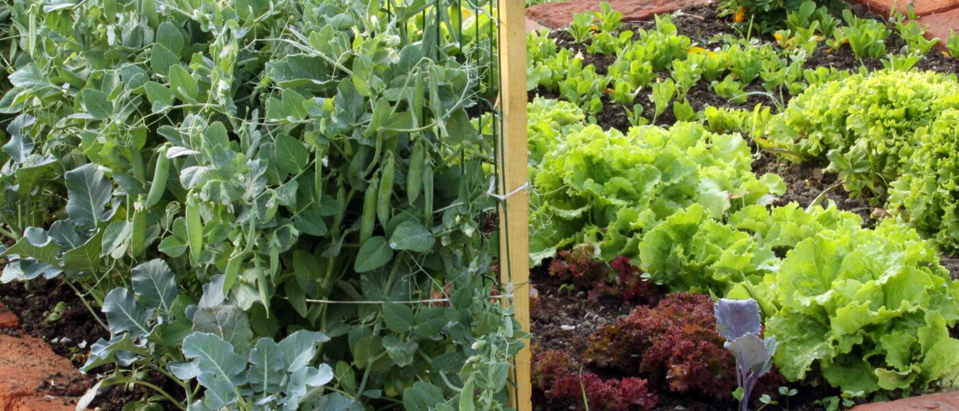 Spomladanska gredica z prvimi vrtninami, grahom in solato